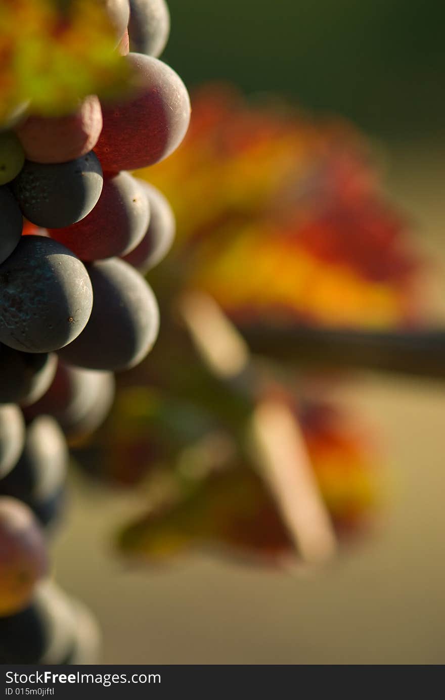 Red grapes in sunset light. Shallow dof. Red grapes in sunset light. Shallow dof