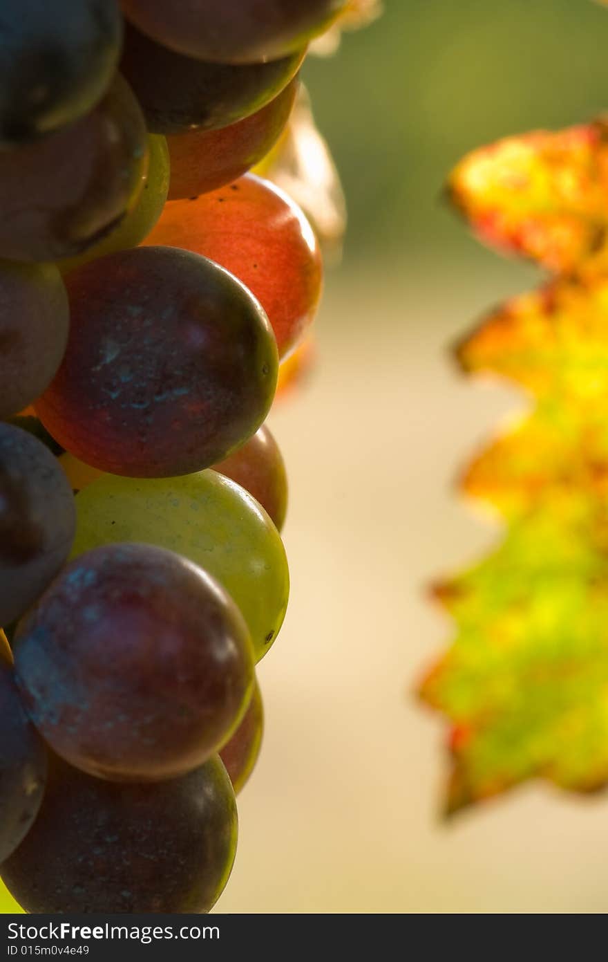 Red grapes in sunset light. Shallow dof. Red grapes in sunset light. Shallow dof