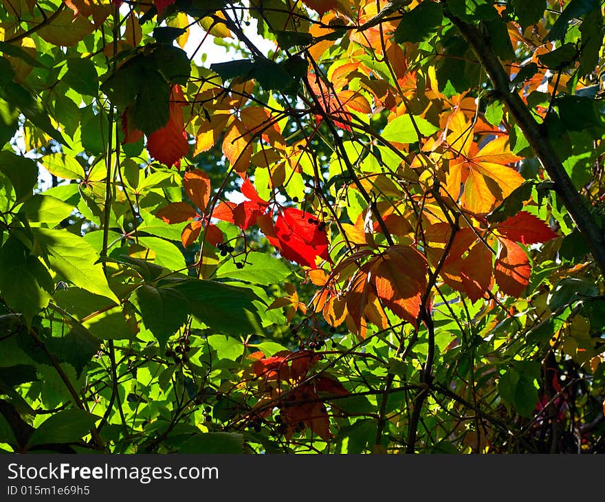 Autumn Leaves