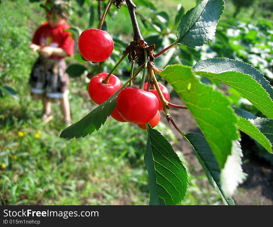 Ripe Cherry