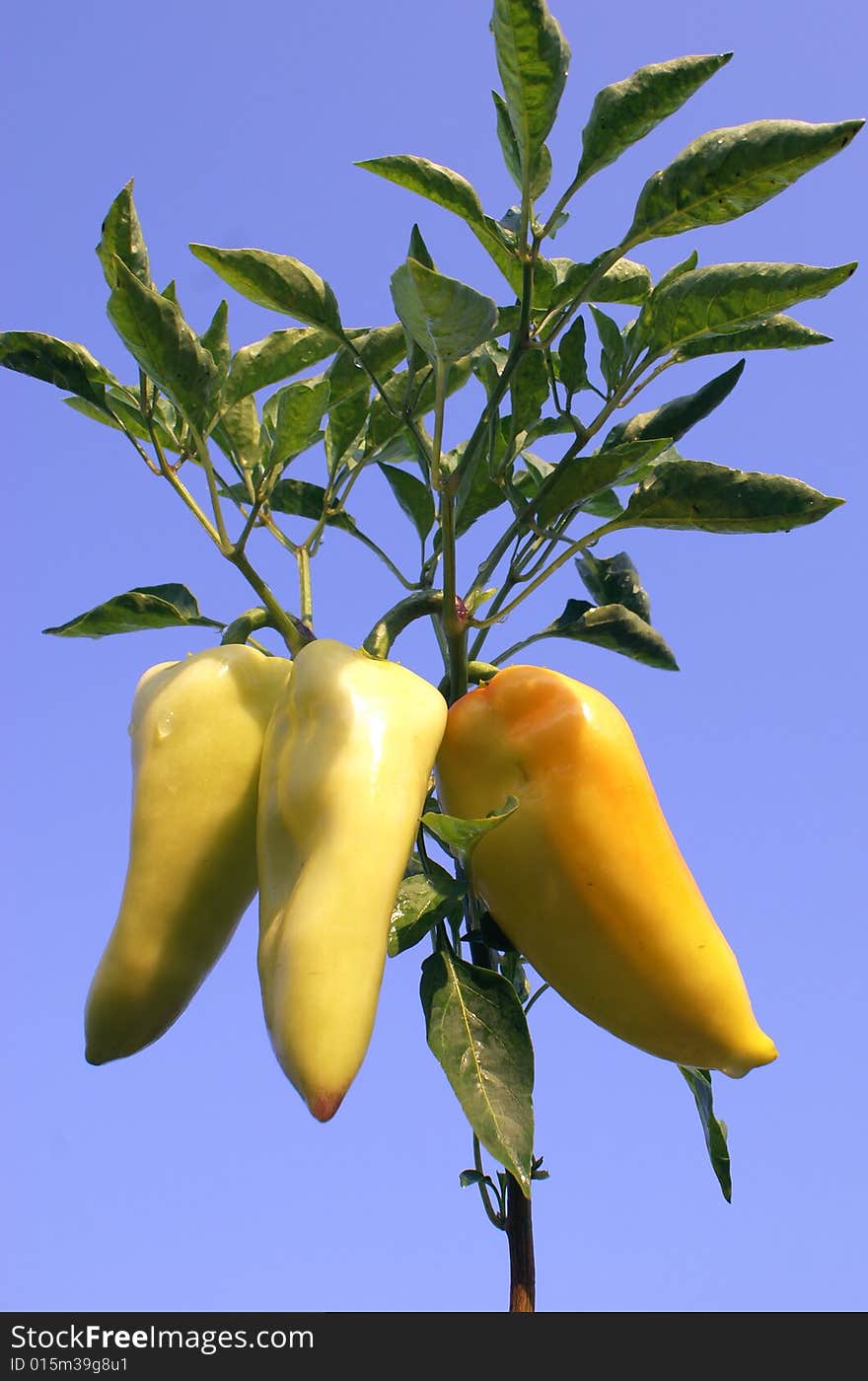 Pepper on blue sky background