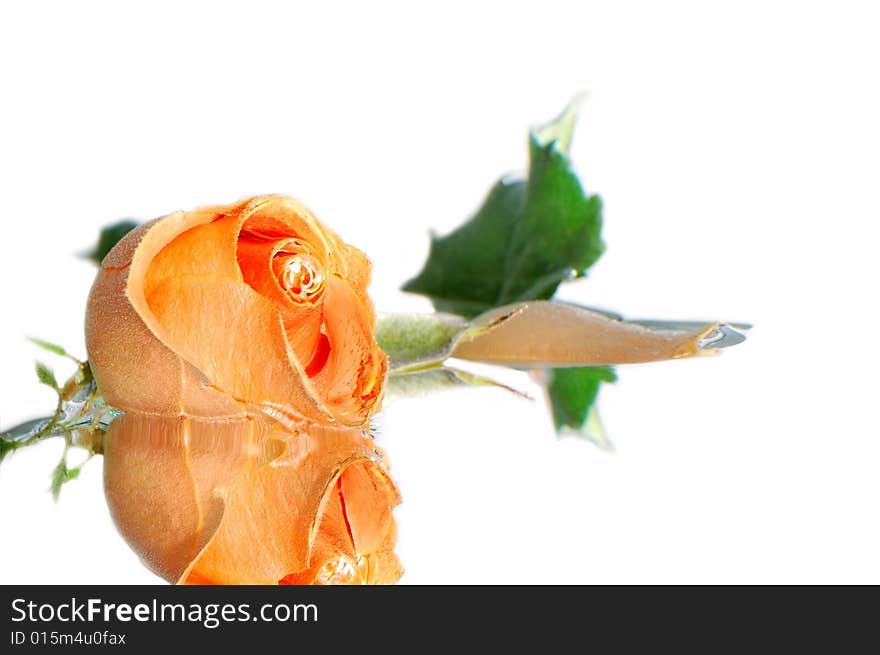 Rose in water  on white background