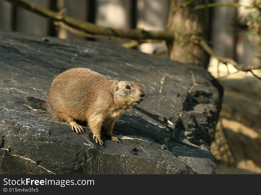 Prairie dog standing on a rock