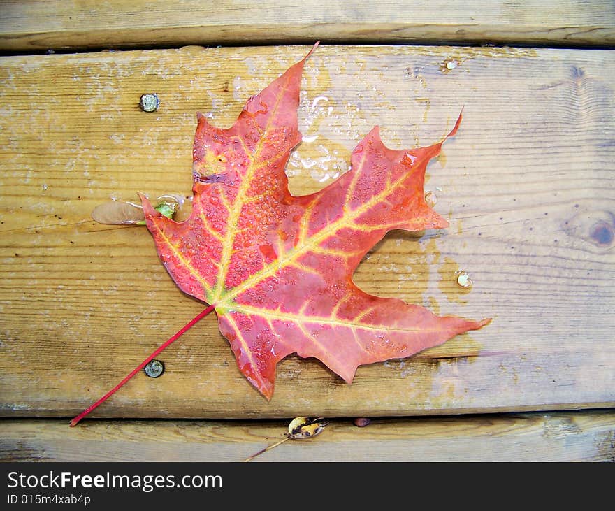 Red maple leave on the wet planking. Red maple leave on the wet planking