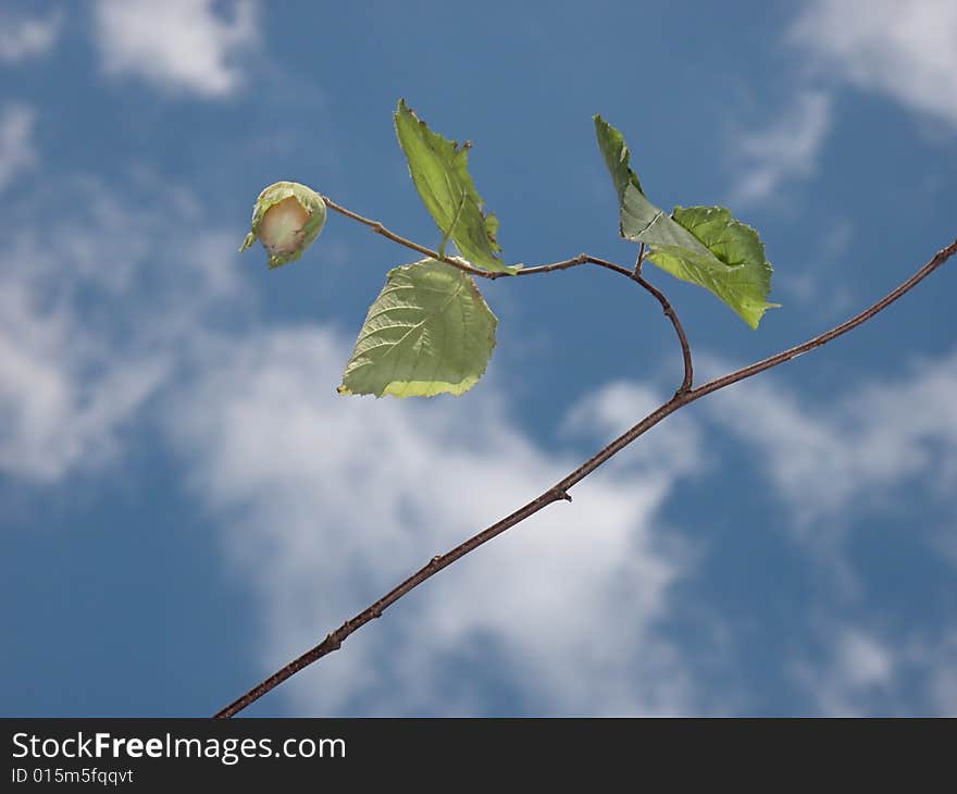 The branch and the fruit of hazelnut, against the background of the sky. The branch and the fruit of hazelnut, against the background of the sky.