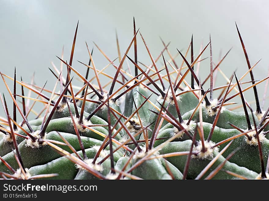 Crest of a cactus with long thorns. Crest of a cactus with long thorns