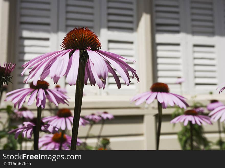 Purple Cone flowers on a background of wood shutters. Purple Cone flowers on a background of wood shutters