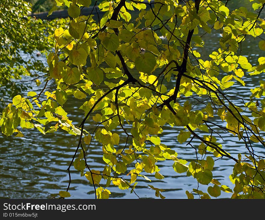 Autumn Leaves