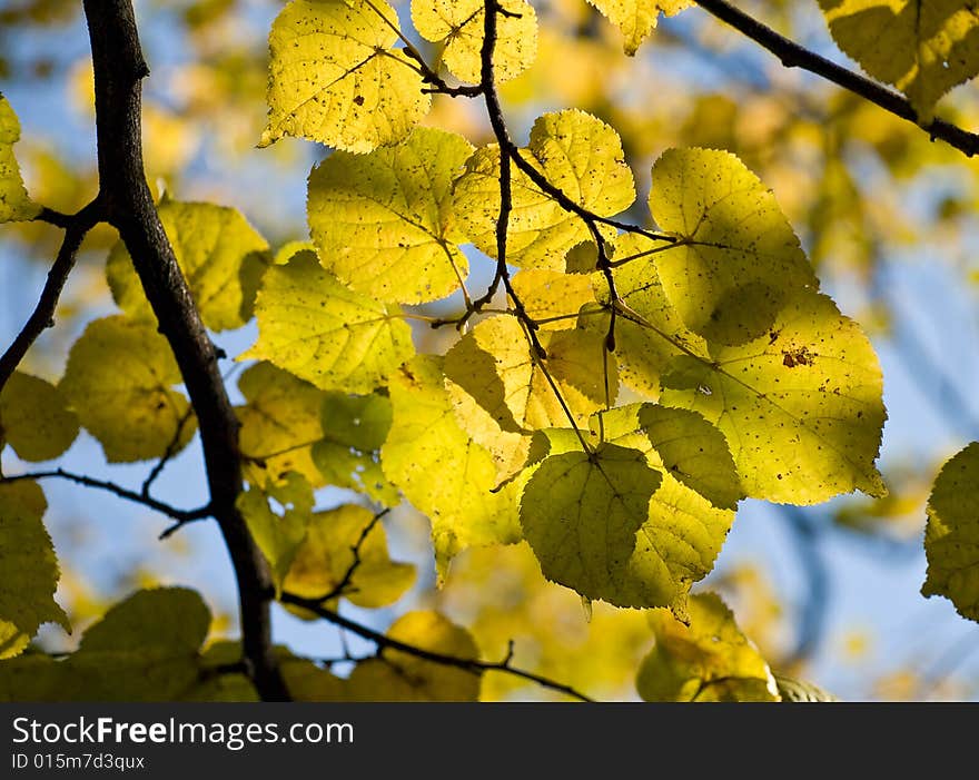 Branch with yellow lime autumn leaves against the blue sky