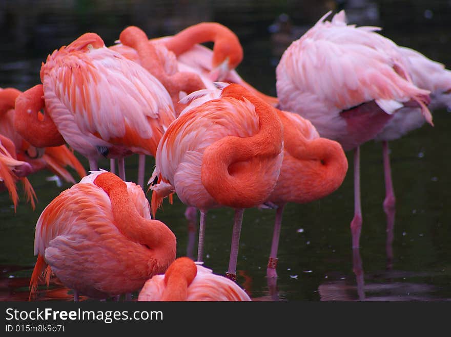 Pink flamingos