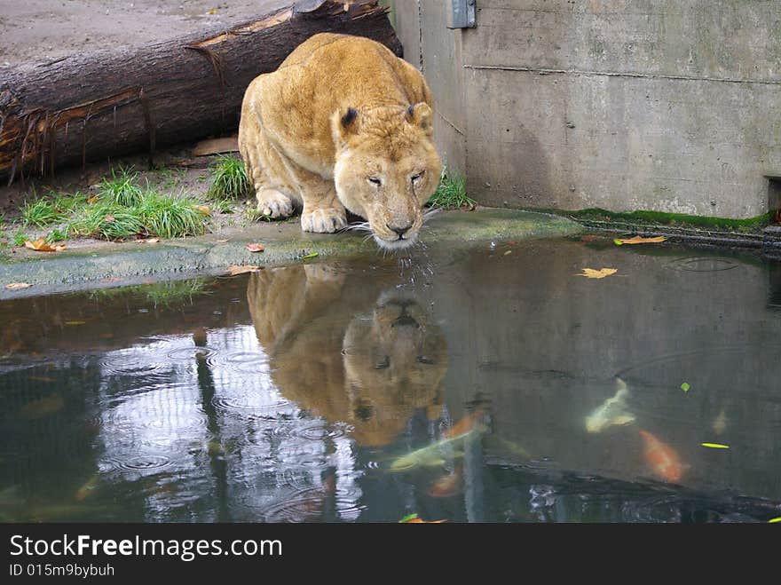 Lion lady is drinking water on a little lake