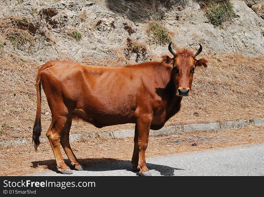 A cow on the road