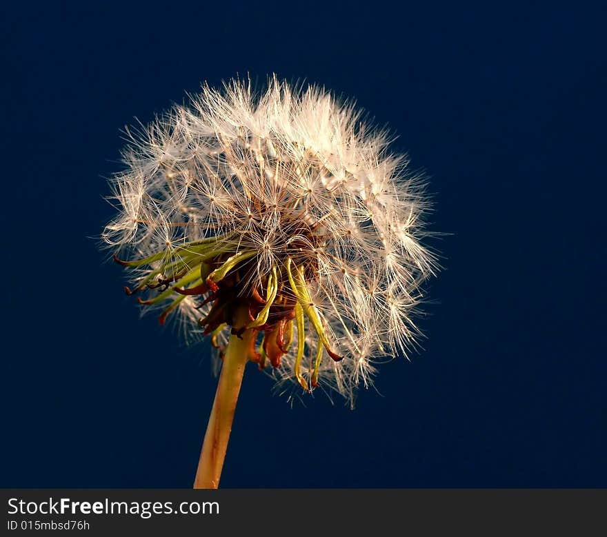 Dandelion seeds on blue sky background