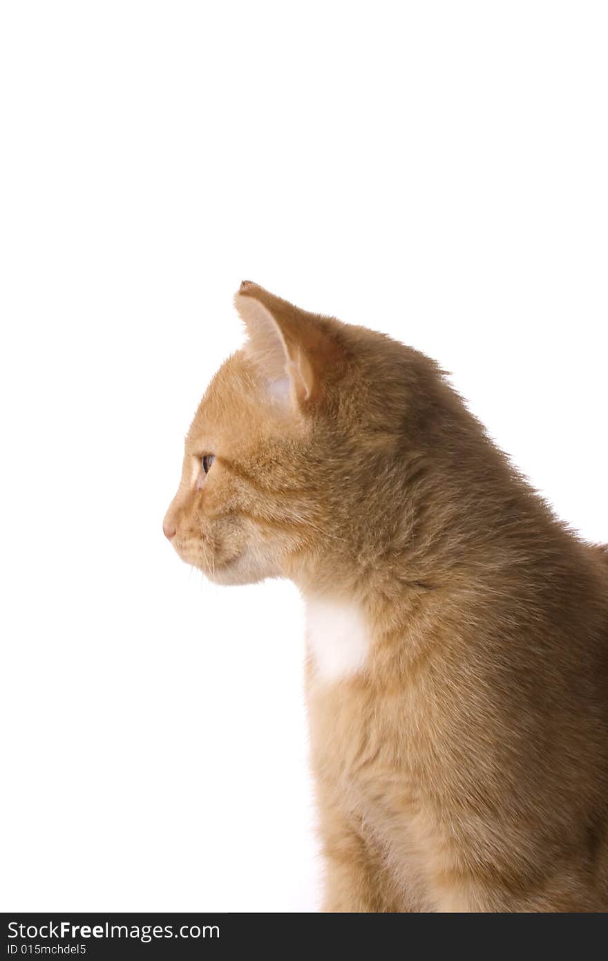 Detail of a small cat on white background