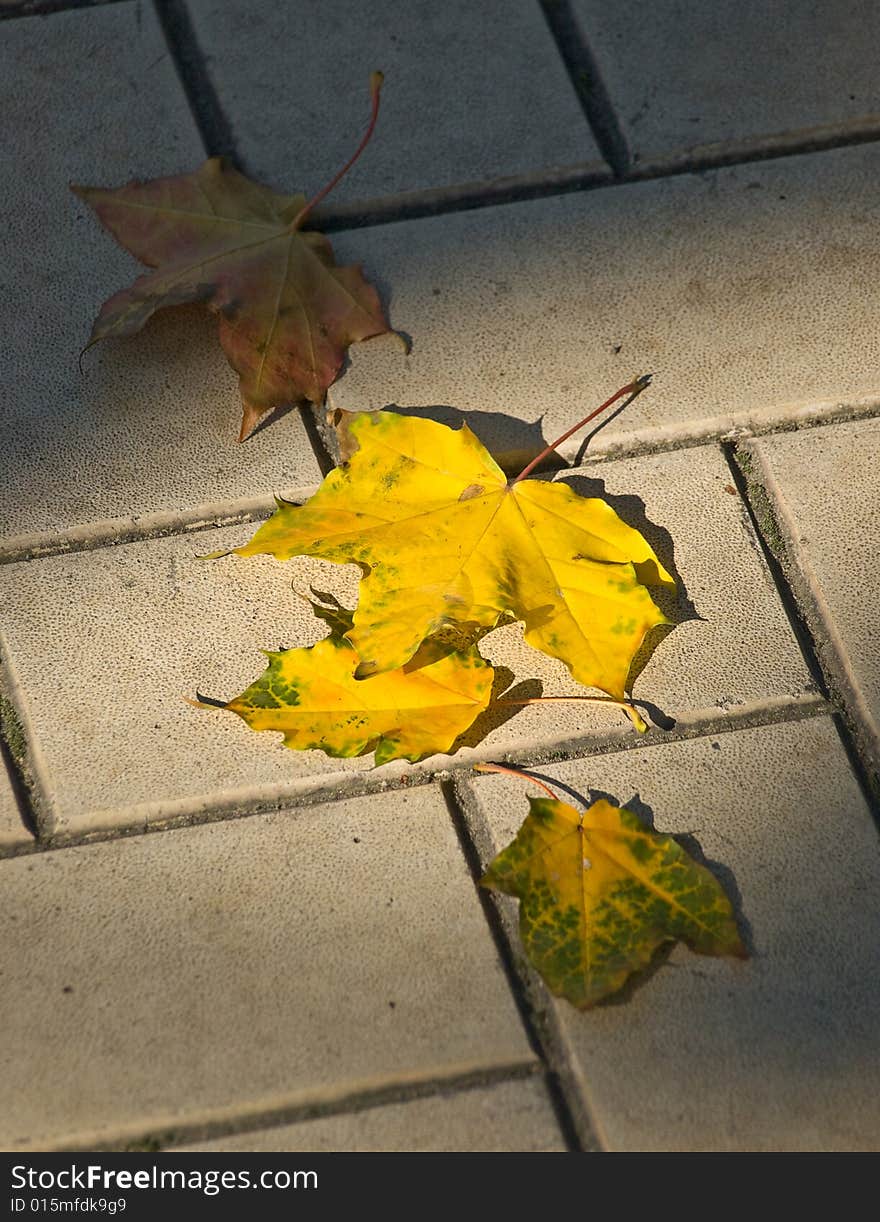 Autumn maple leaves