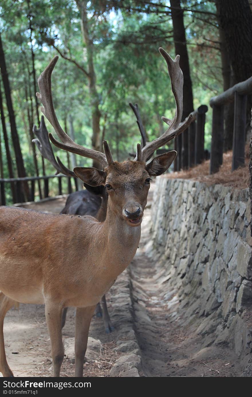 A deer on the mountains of Messina, in Sicily