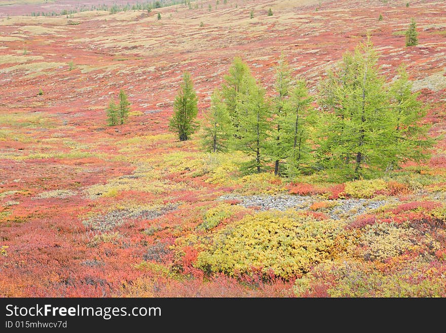 Autumnal mountain tundra