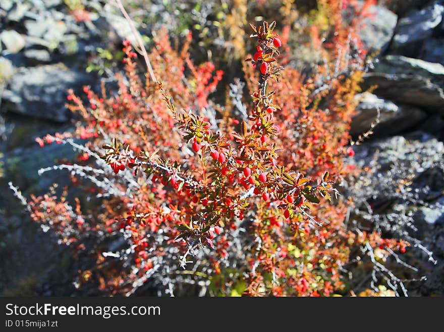 Barberries shrubs with fruits