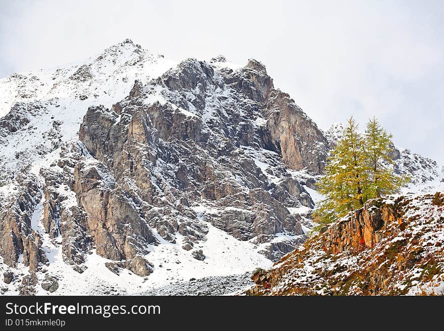 Mountain peak and larch at foreground