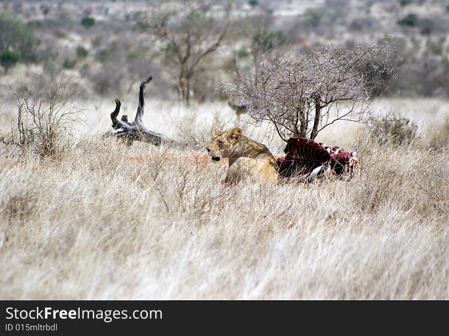 Lion At Lunch