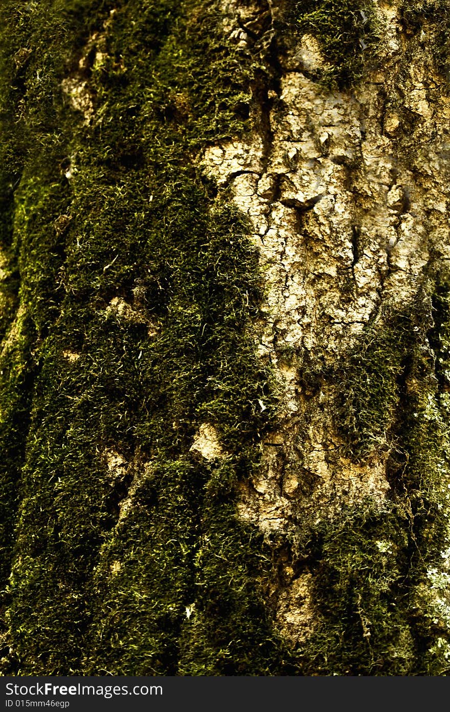 Structure of a bark