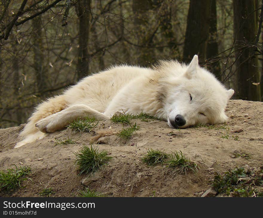 Arctic wolf resting in Brno ZOO. Arctic wolf resting in Brno ZOO