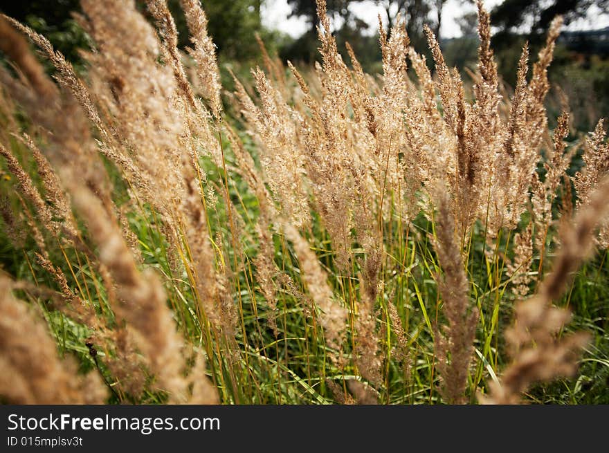 Close-up of green grass in the meadow. Close-up of green grass in the meadow