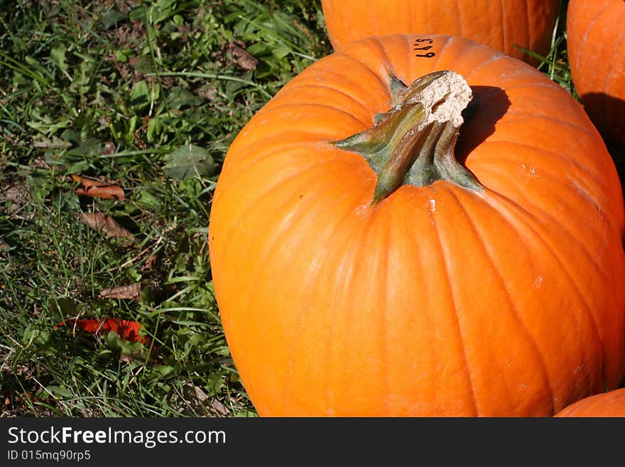 Image of a pumpkin on a bright autumn day