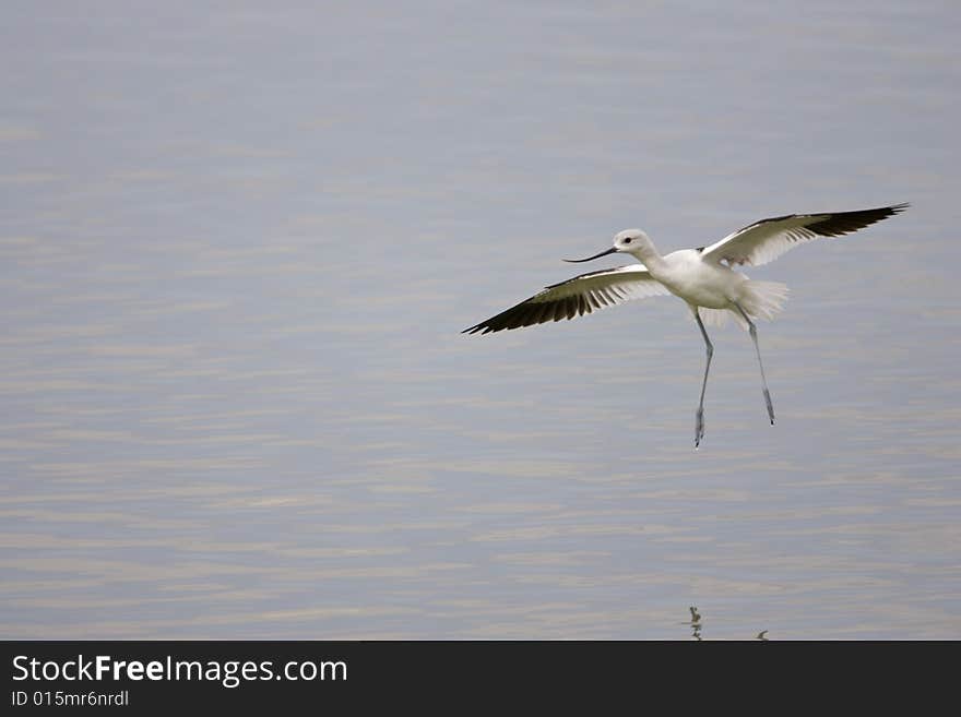 American Avocet (Recurvirostra Americana)