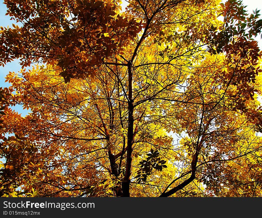 Picture of a tree in autumn in a Montreal street, Quebec. Picture of a tree in autumn in a Montreal street, Quebec