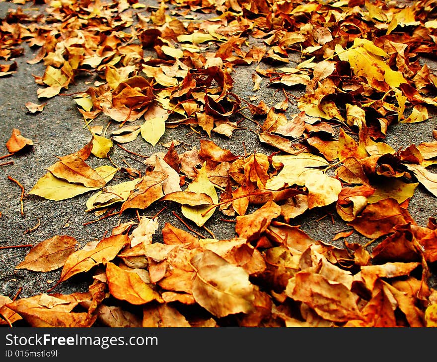 Picture of fallen dead leaves in autumn on a Montreal street, Quebec. Picture of fallen dead leaves in autumn on a Montreal street, Quebec