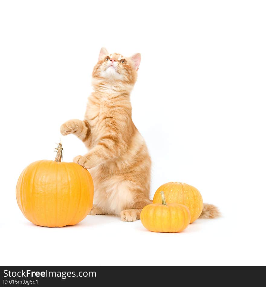 Kitten and pumpkins - one in a series