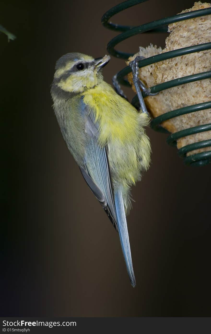 Blue Tit - Cyanistes caeruleus eating bread