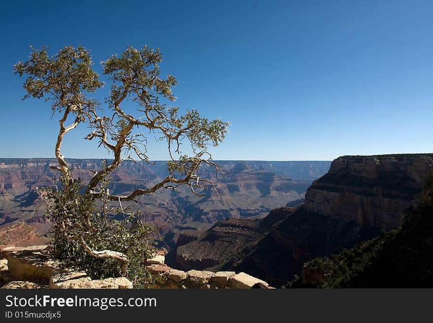 Green tree on the Grand Canyon over blue sky