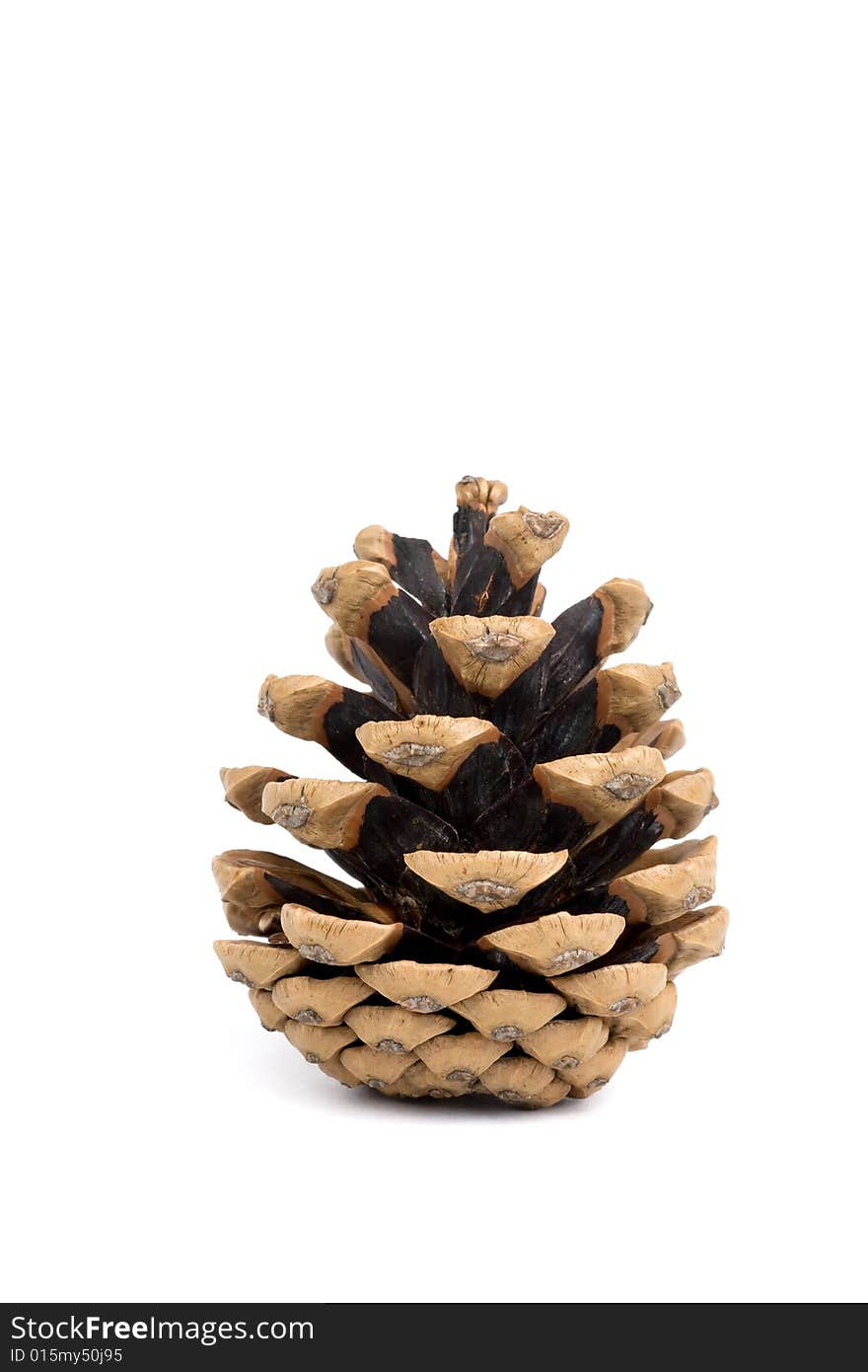 Pine cone on white background