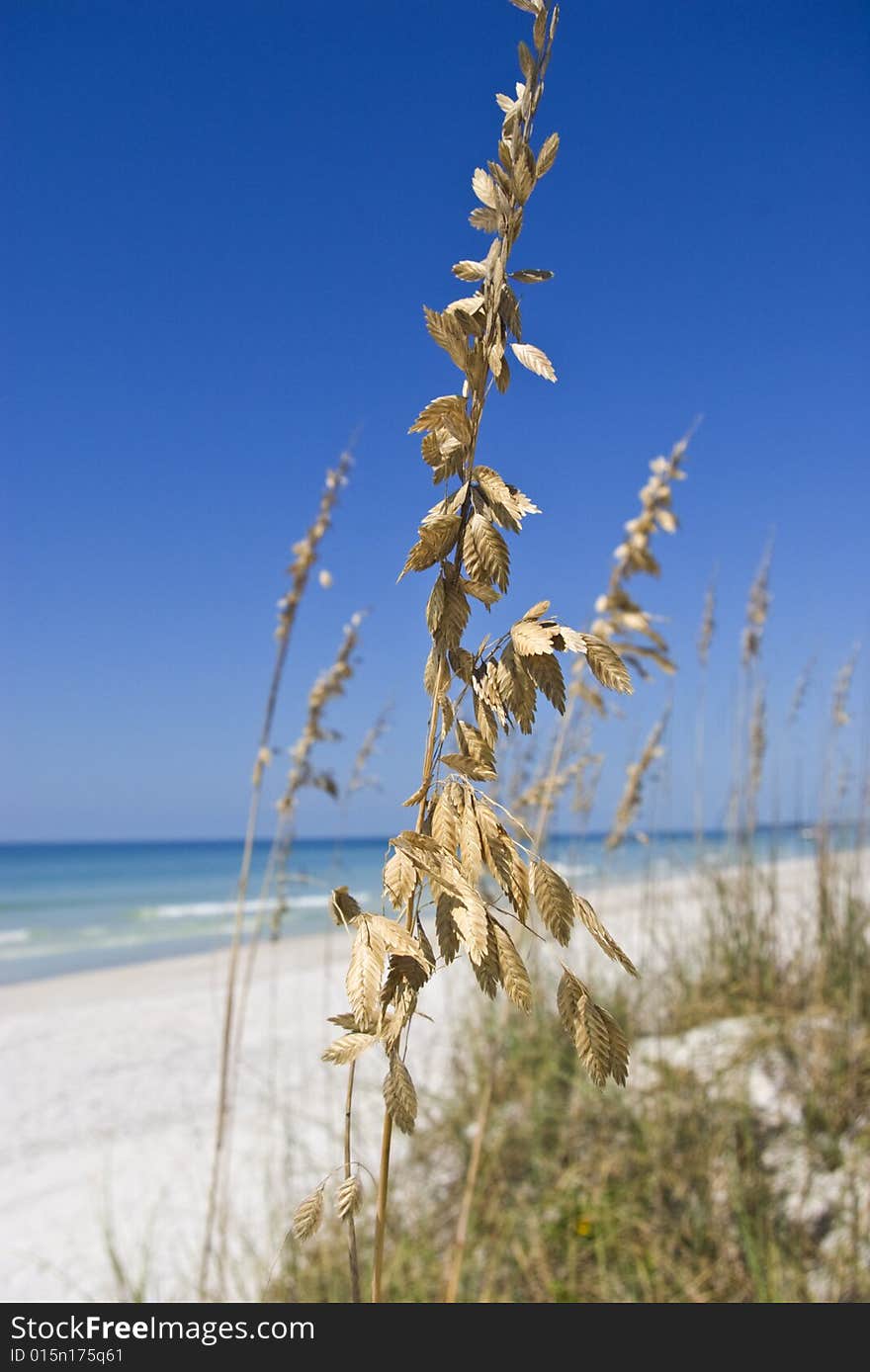 Leafy beach grass on Bradenton Beach, Florida. Leafy beach grass on Bradenton Beach, Florida.