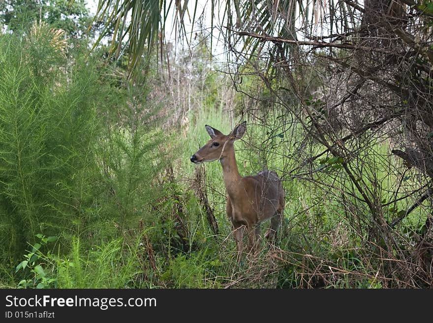 White Tail Deer