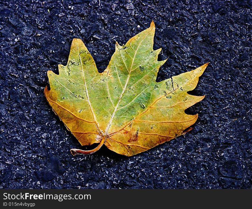 A leaf fallen on the road