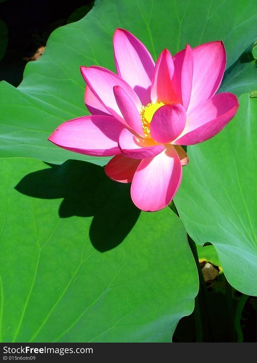 Lotus flower