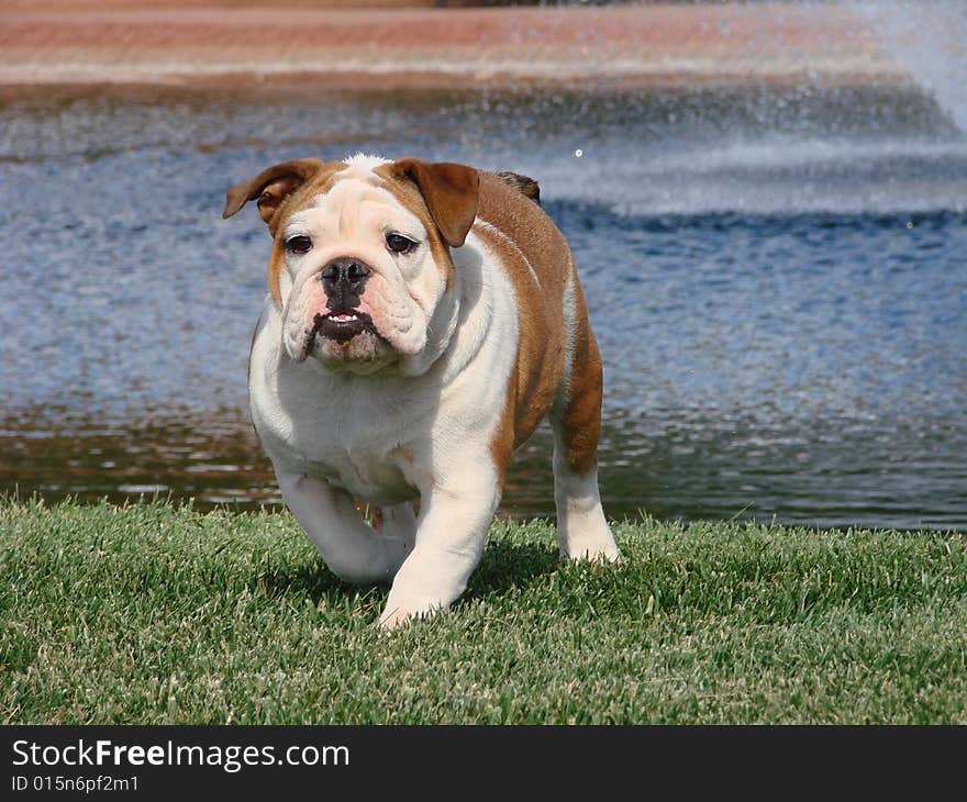 This red and white English Bulldog girl walks toward the camera as she enjoys the cool green grass and the smell of water in the air. This red and white English Bulldog girl walks toward the camera as she enjoys the cool green grass and the smell of water in the air.