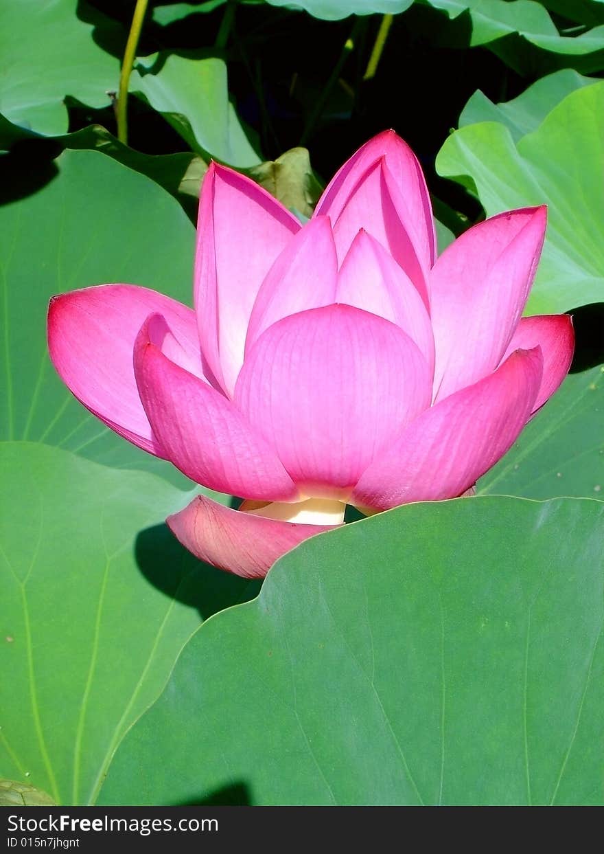 Lotus flower