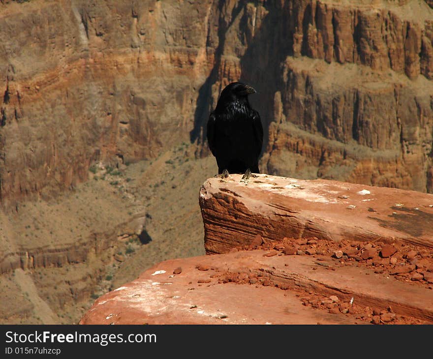 Raven at Rare Grand Canyon West View