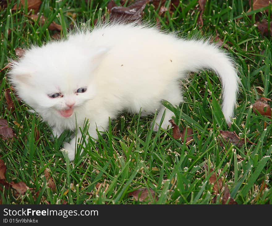 Baby Persian