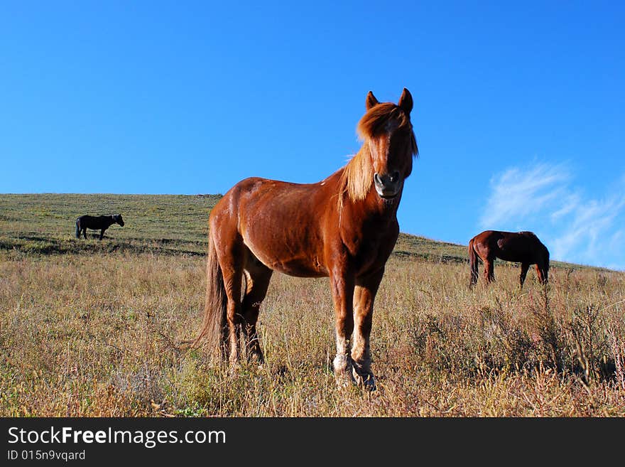 Horses grazing on a meadow