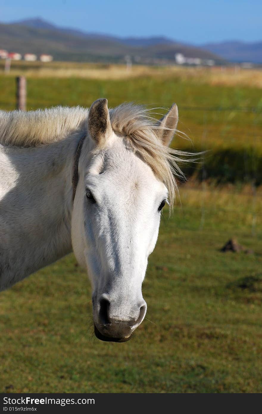 A white horse in the Chinese countryside