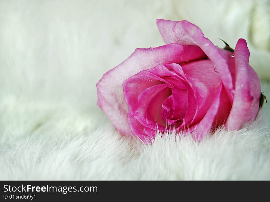 Pink rose on rabbit fur. Pink rose on rabbit fur.