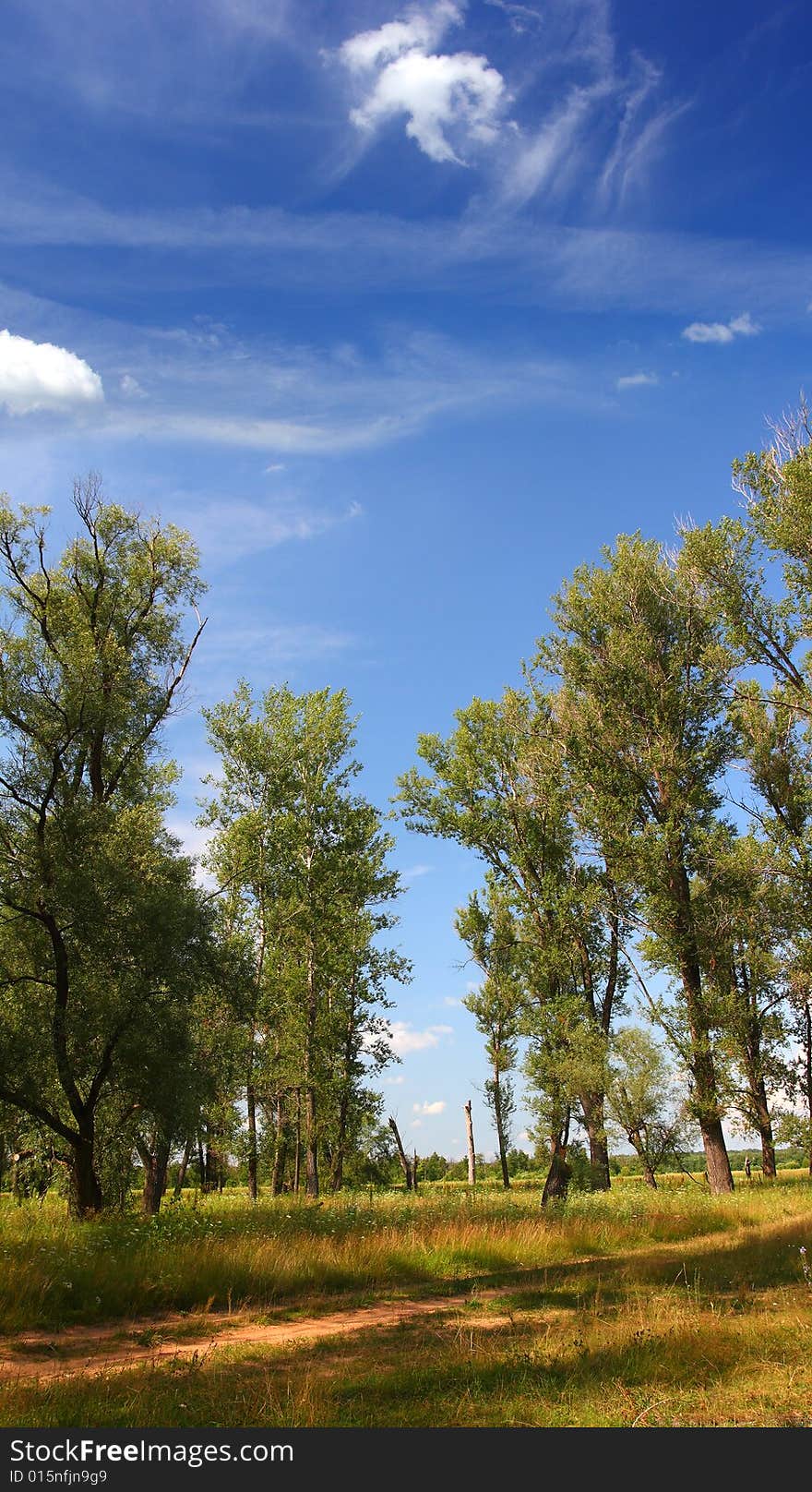 Summer landscape with poplar trees