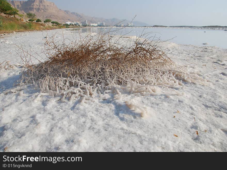 Hydrochloric outgrowths on coast of the Dead Sea. Hydrochloric outgrowths on coast of the Dead Sea