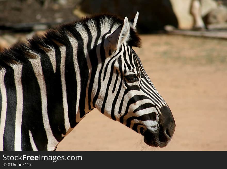 Zebra Thinking