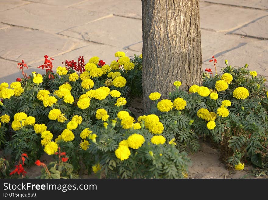 Flowers and tree